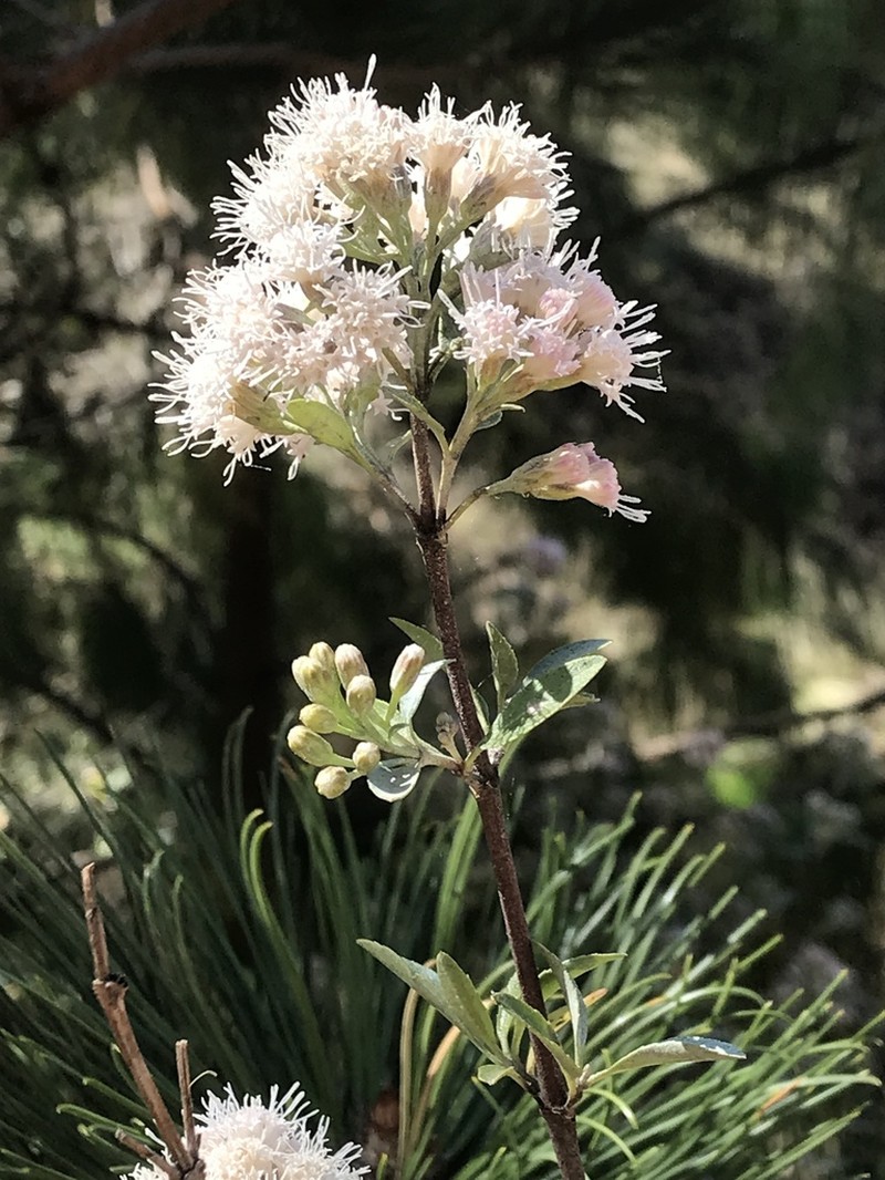 Ageratina glabrata photo 8
