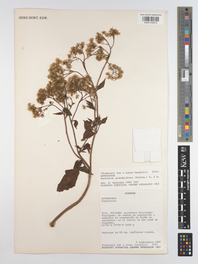 Ageratina glandulifera