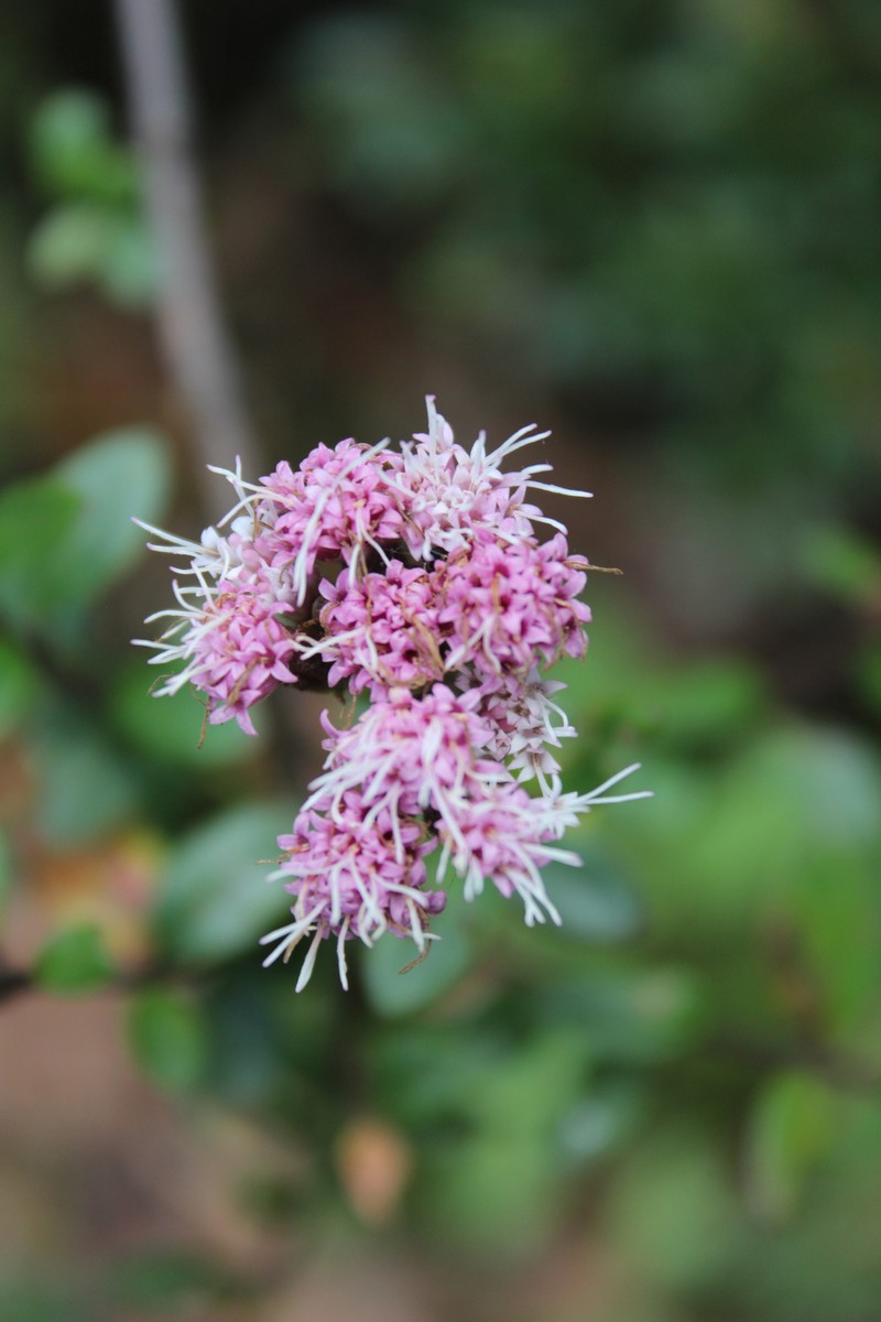 Ageratina glauca photo 3