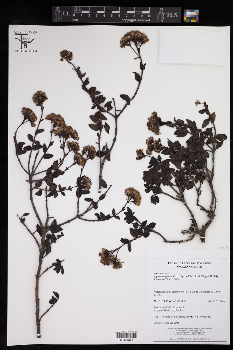 Ageratina glauca