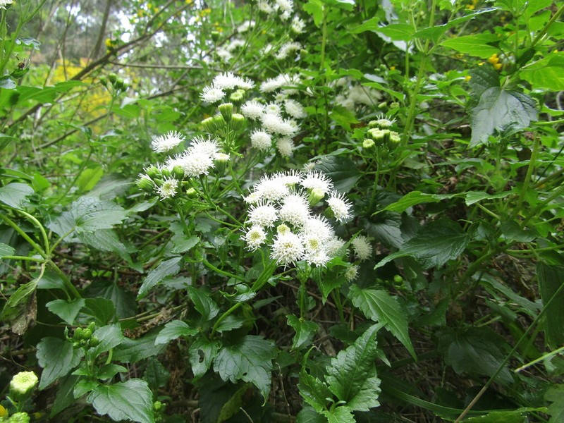 Ageratina glechonophylla