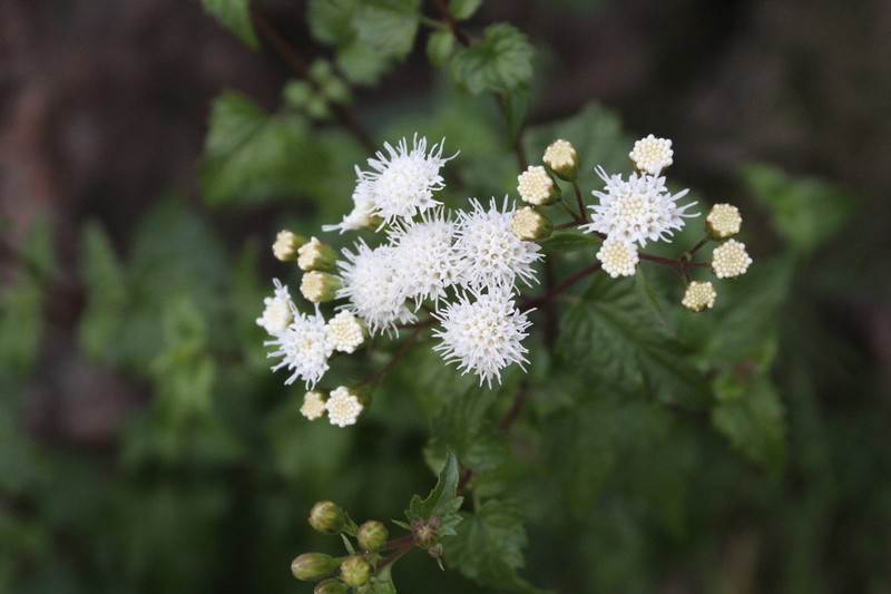 Ageratina glechonophylla photo 2