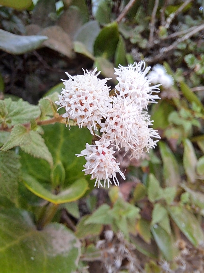 Ageratina glechonophylla photo 3