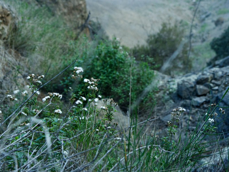 Ageratina glechonophylla photo 4