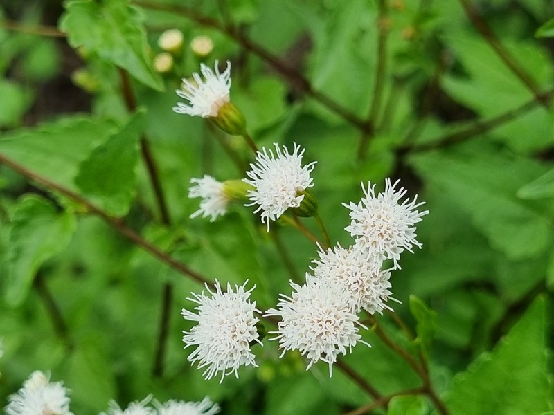 Ageratina glechonophylla photo 5