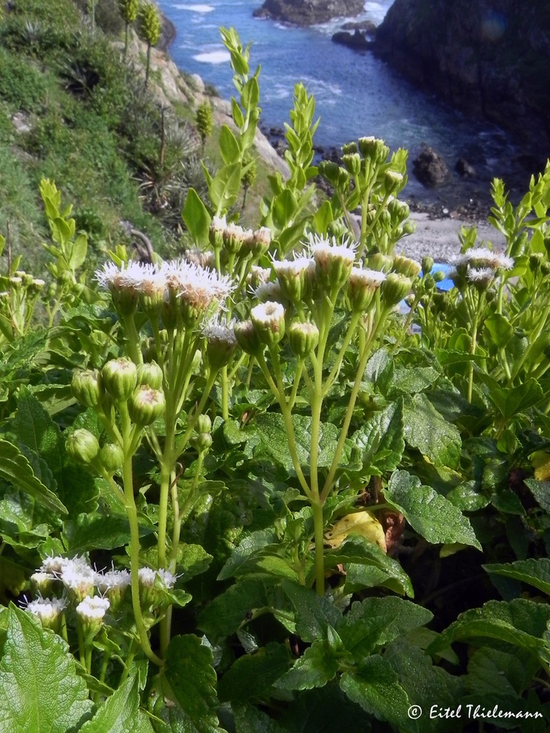 Ageratina glechonophylla photo 7