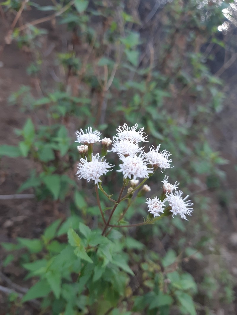 Ageratina glechonophylla photo 8
