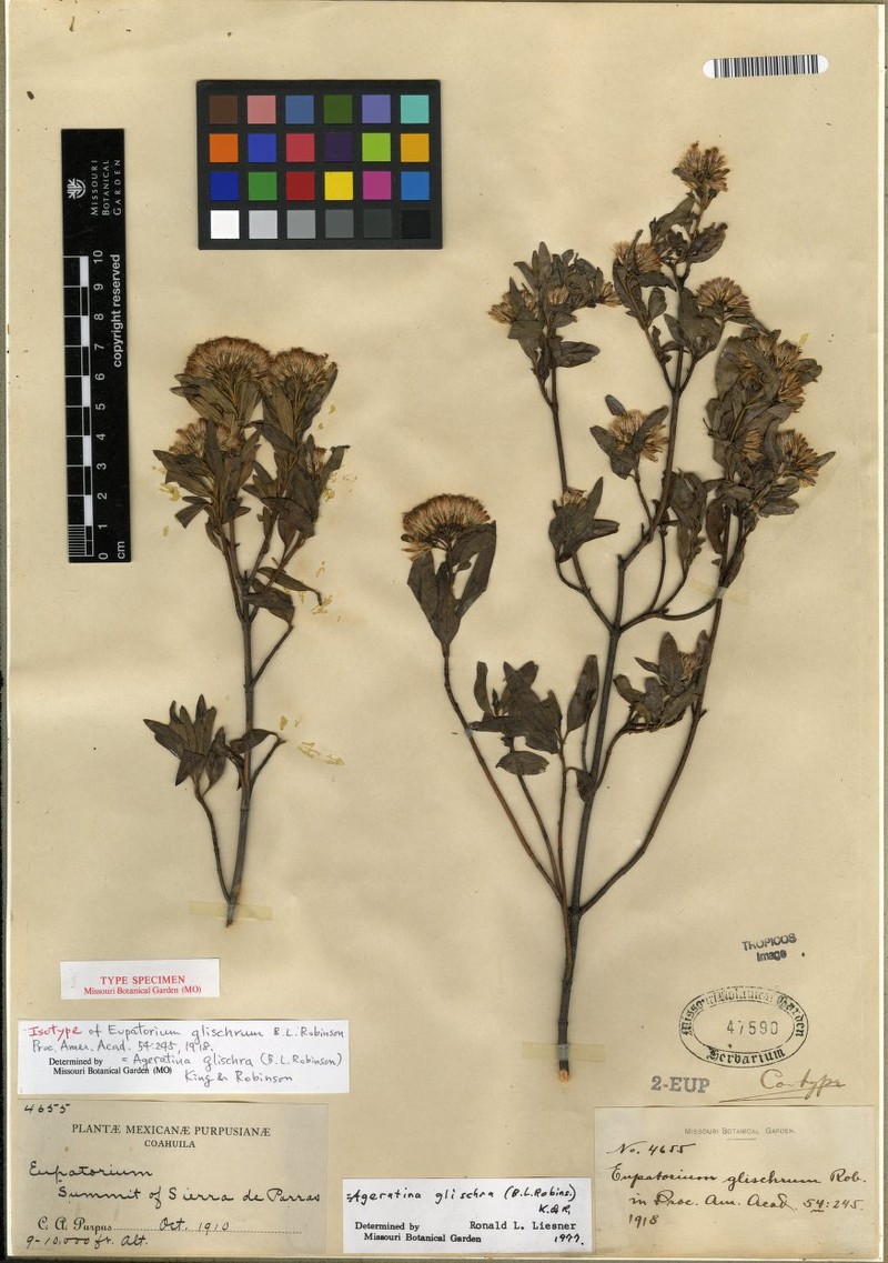 Ageratina glischra