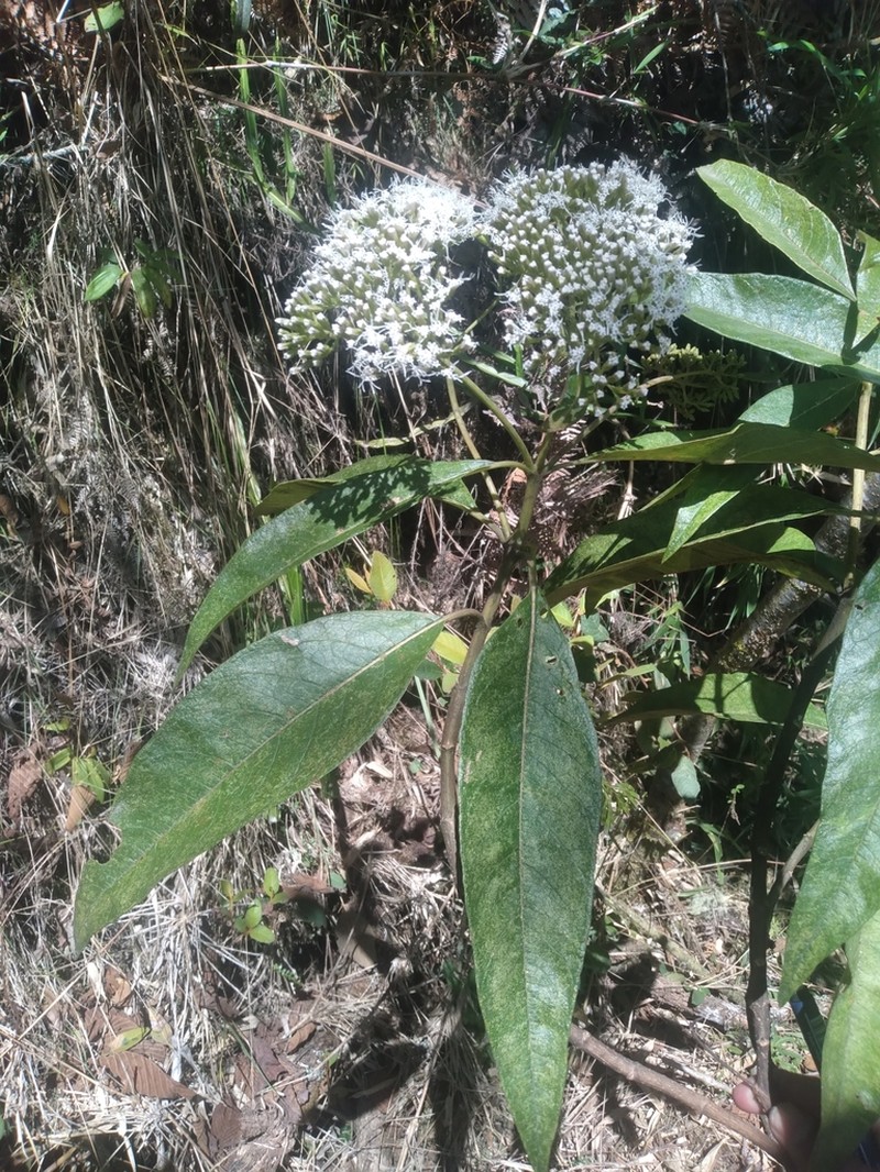 Ageratina gloeoclada