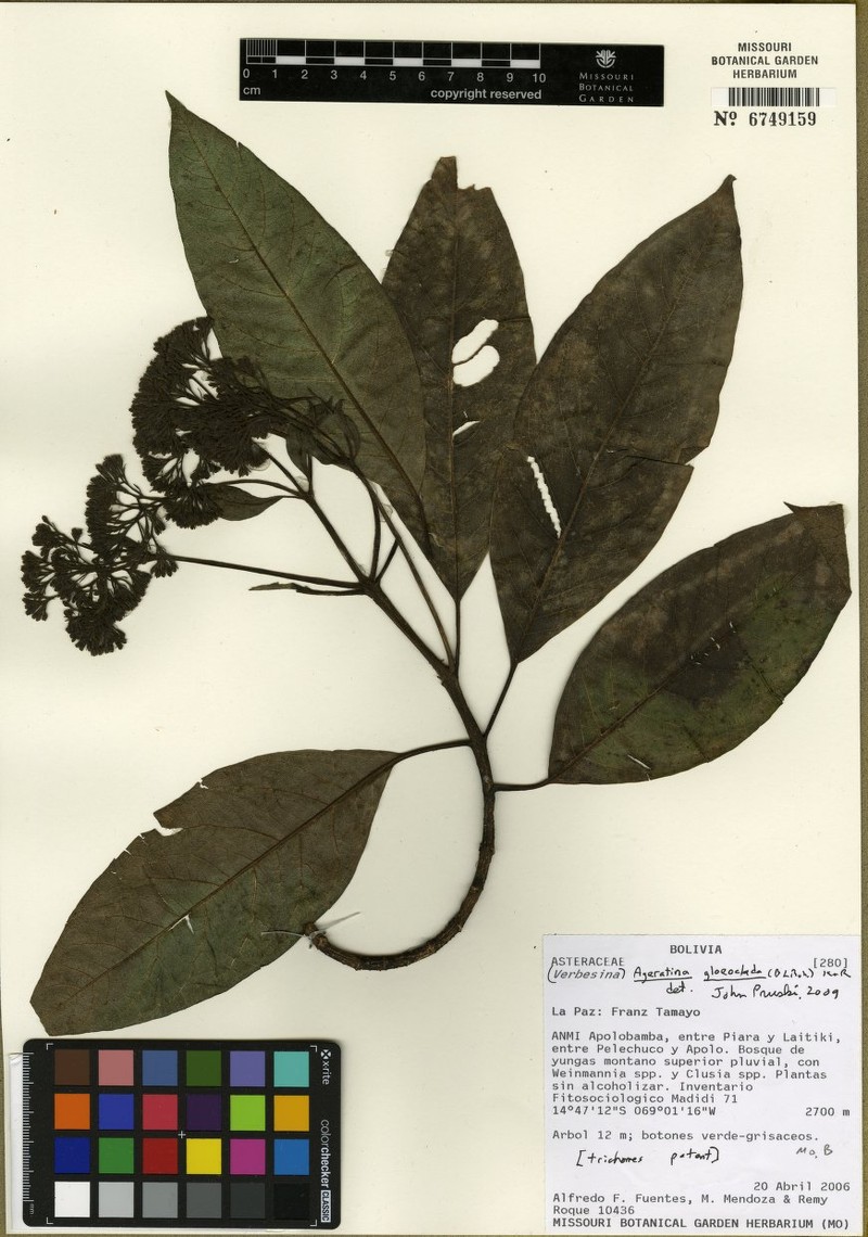 Ageratina gloeoclada photo 3