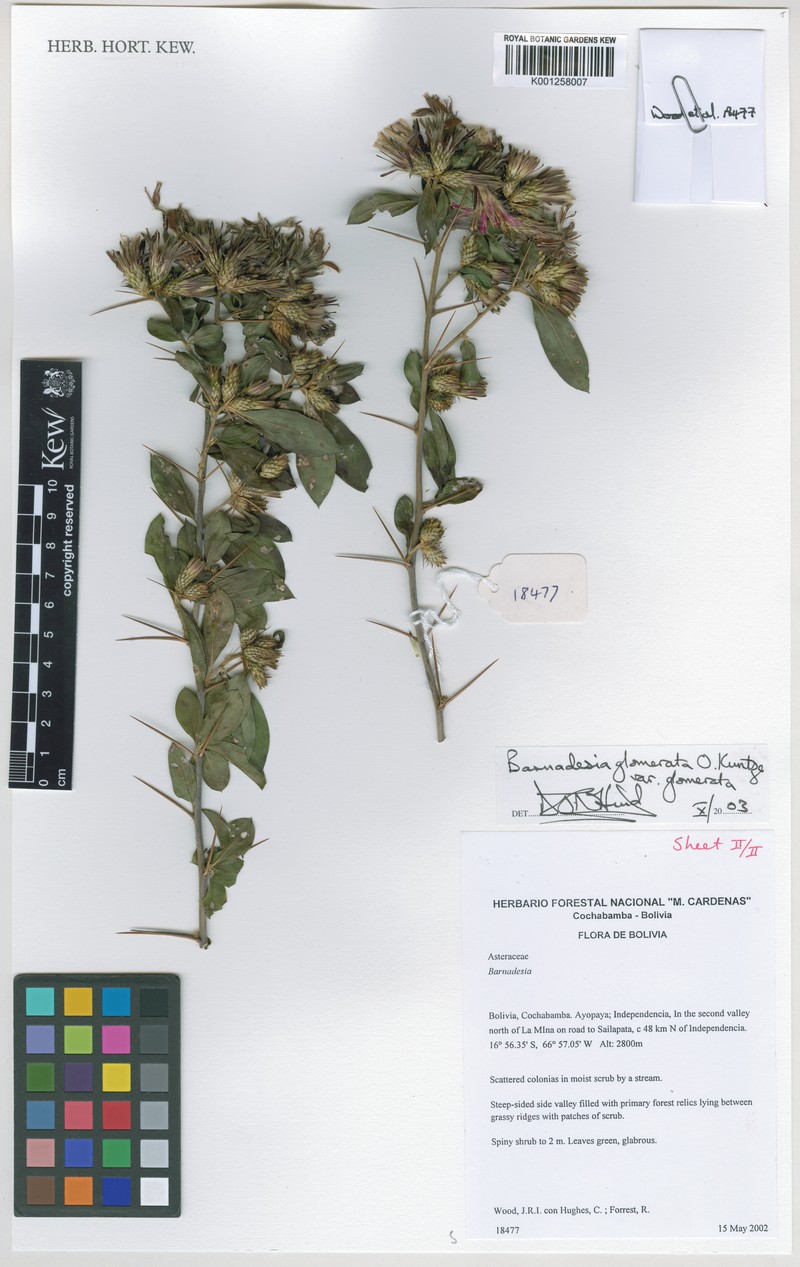 Ageratina gloeoclada photo 4