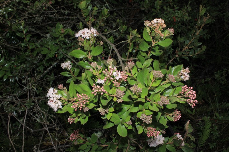 Ageratina glyptophlebia photo 2