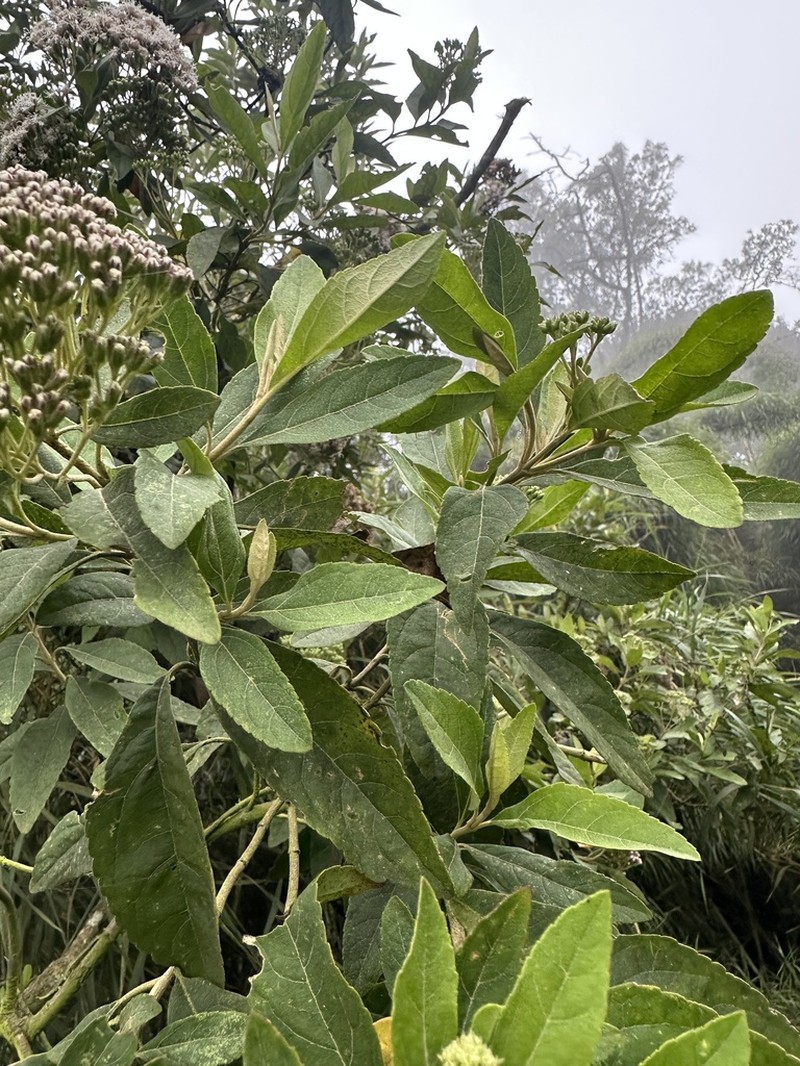 Ageratina glyptophlebia photo 3