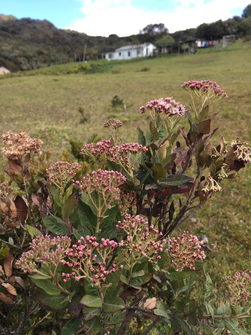 Ageratina glyptophlebia photo 4