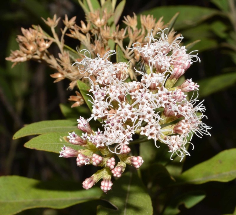 Ageratina glyptophlebia photo 5