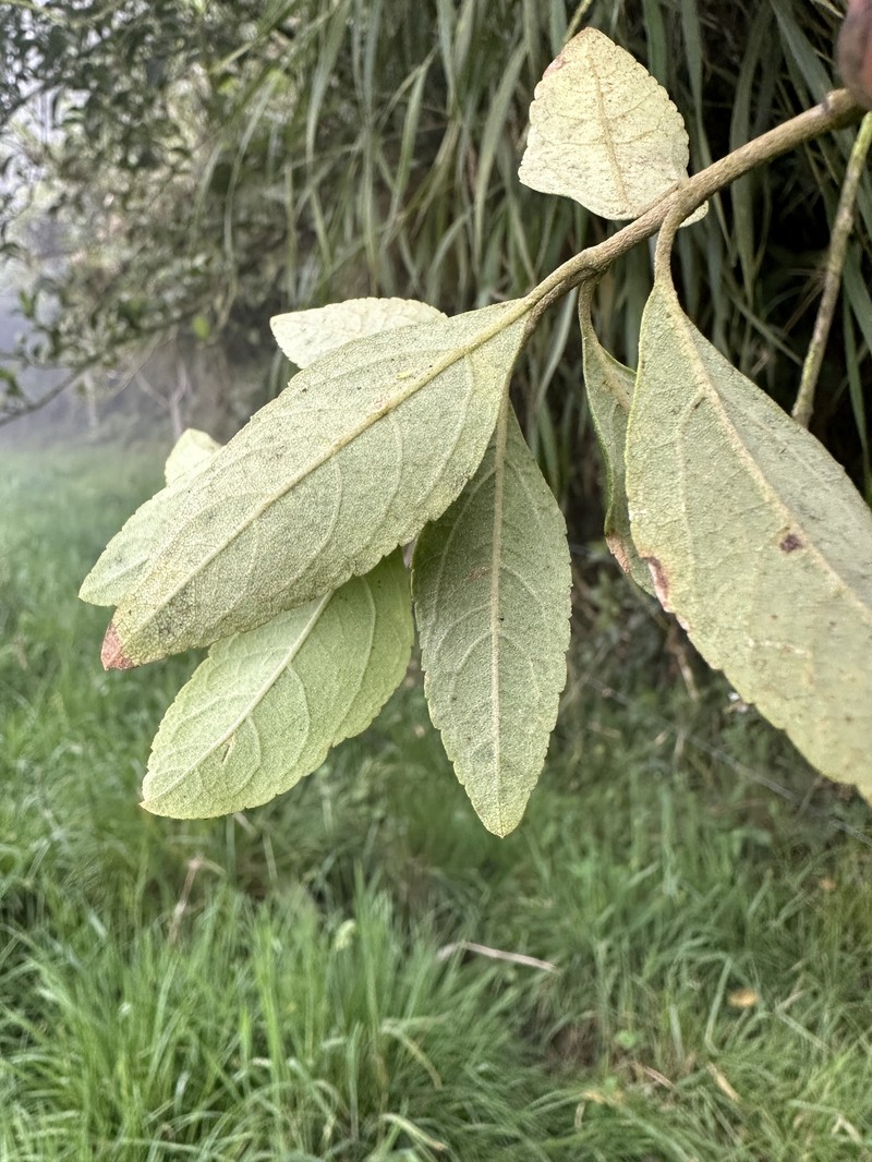 Ageratina glyptophlebia photo 6