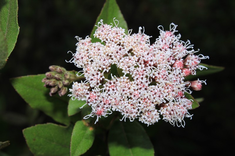 Ageratina glyptophlebia photo 7