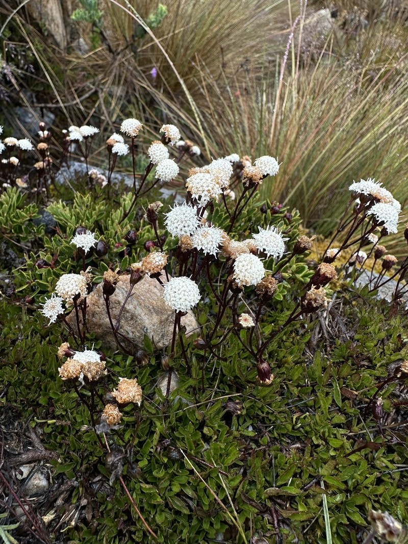 Ageratina gracilis photo 2