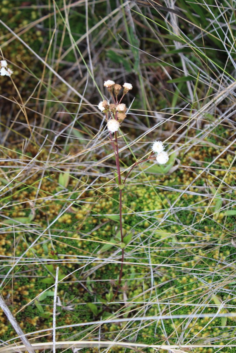 Ageratina gracilis photo 3