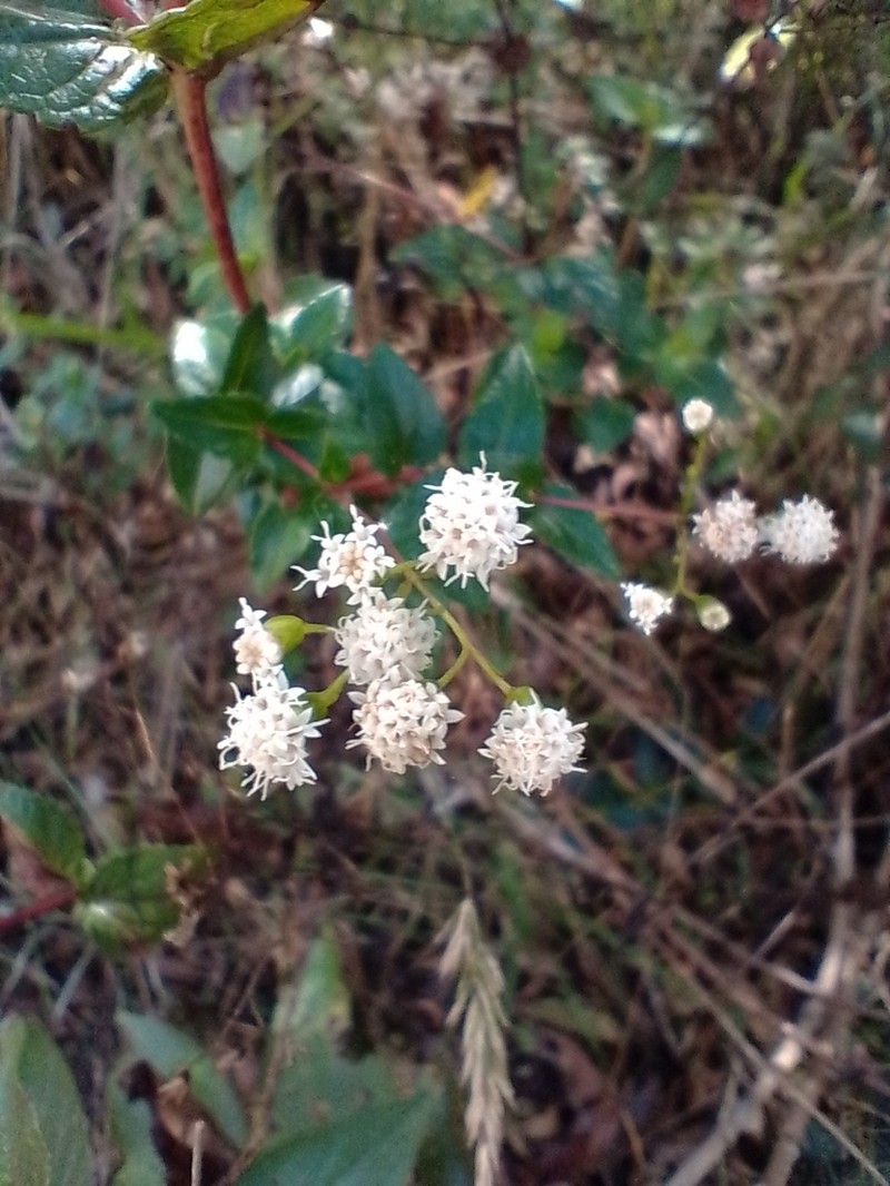 Ageratina gracilis photo 4