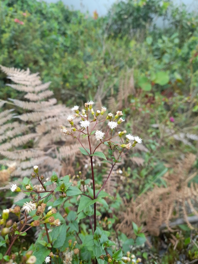 Ageratina gracilis photo 5