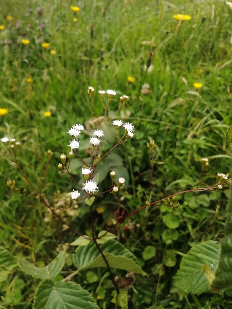 Ageratina gracilis photo 6