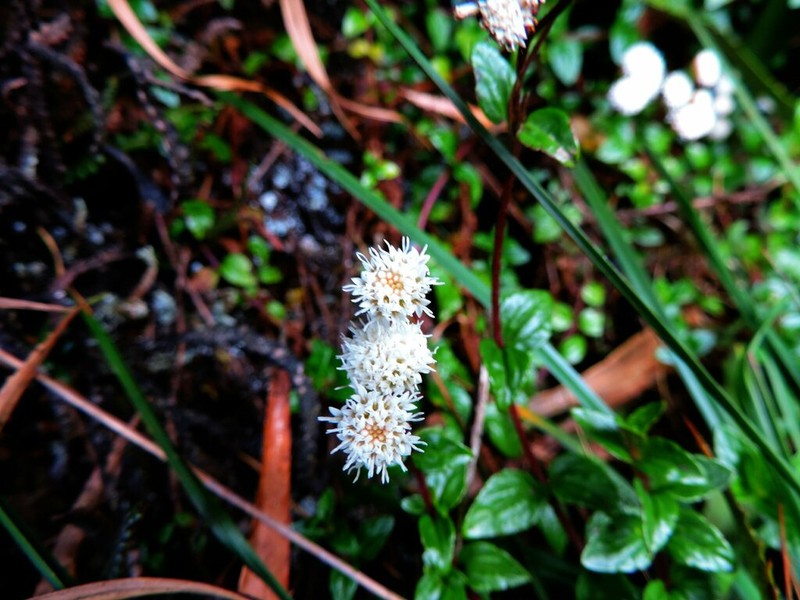 Ageratina gracilis photo 7