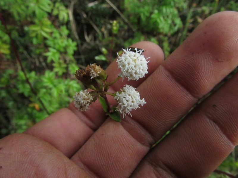 Ageratina gracilis photo 8