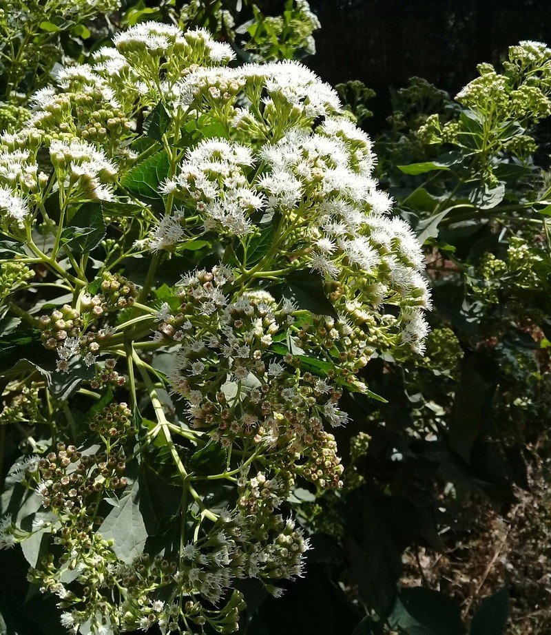Ageratina grandifolia