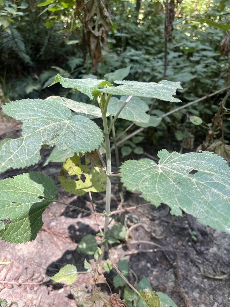 Ageratina grandifolia photo 2
