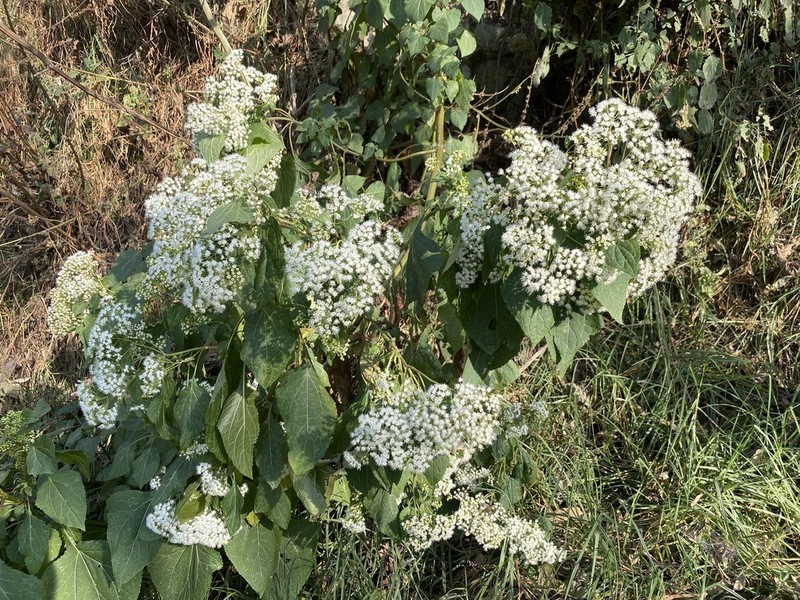 Ageratina grandifolia photo 3