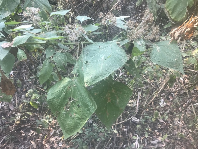 Ageratina grandifolia photo 5