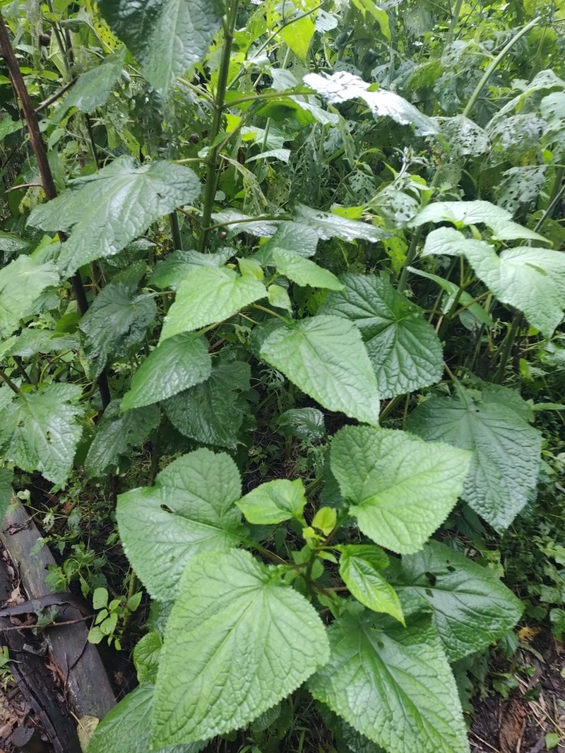 Ageratina grandifolia photo 6