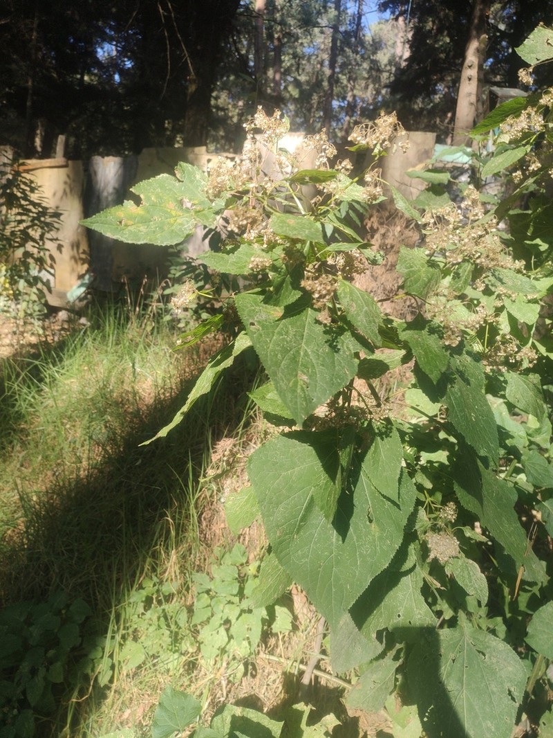 Ageratina grandifolia photo 7