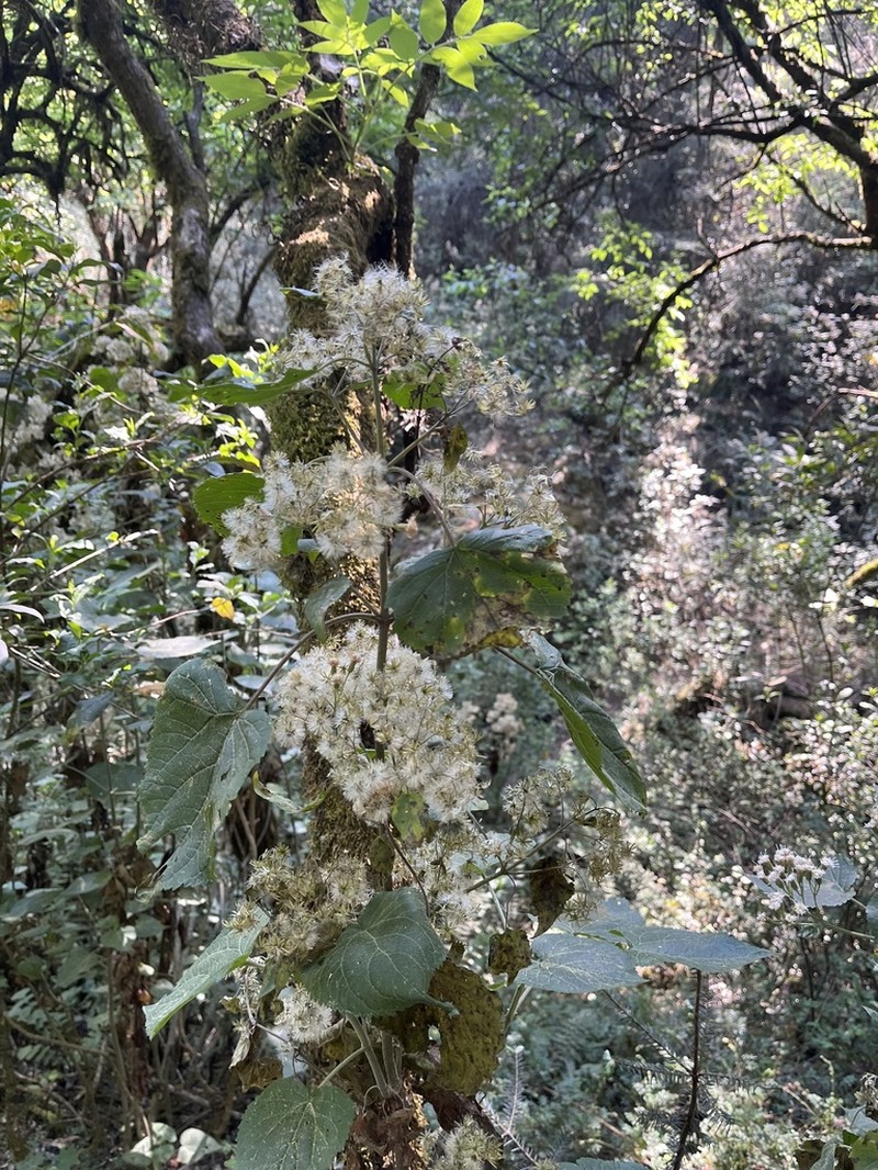 Ageratina grandifolia photo 8