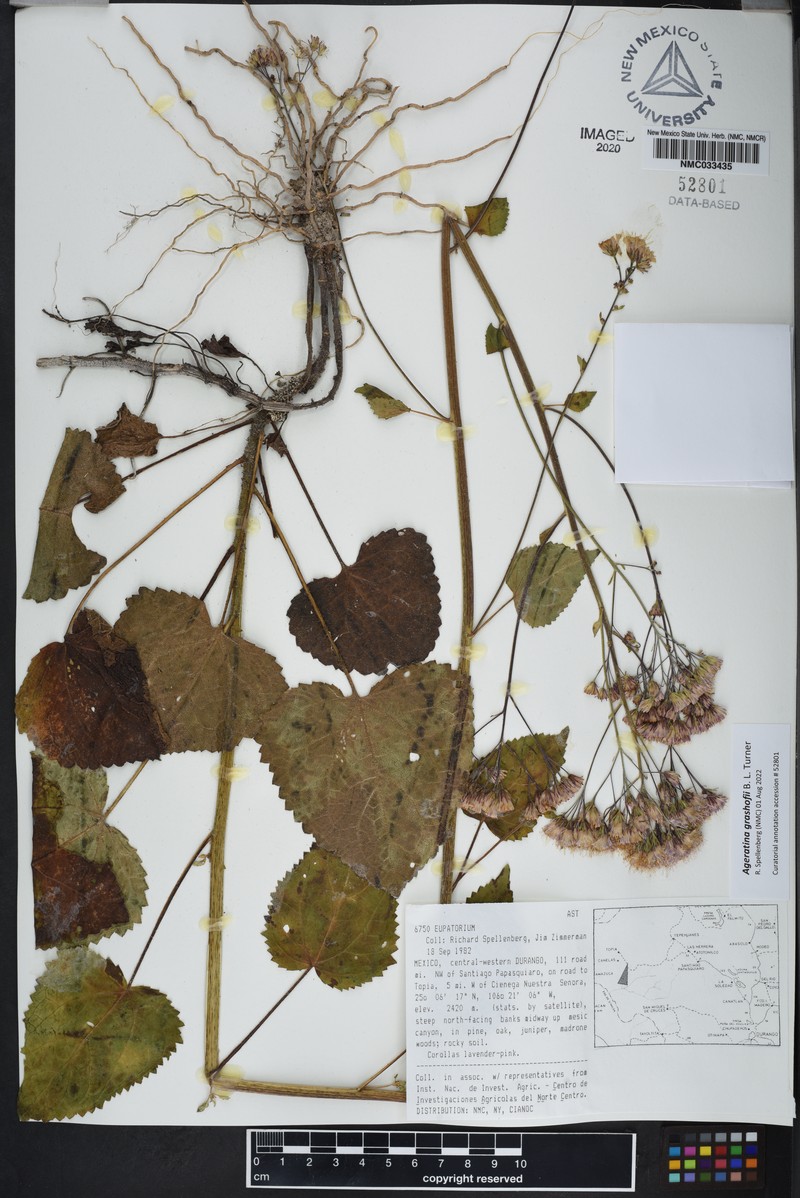 Ageratina grashoffii