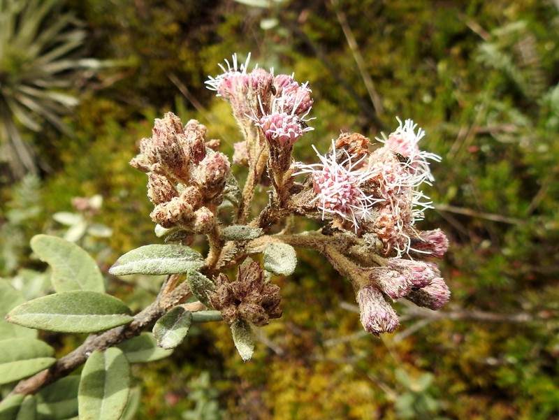 Ageratina gynoxoides