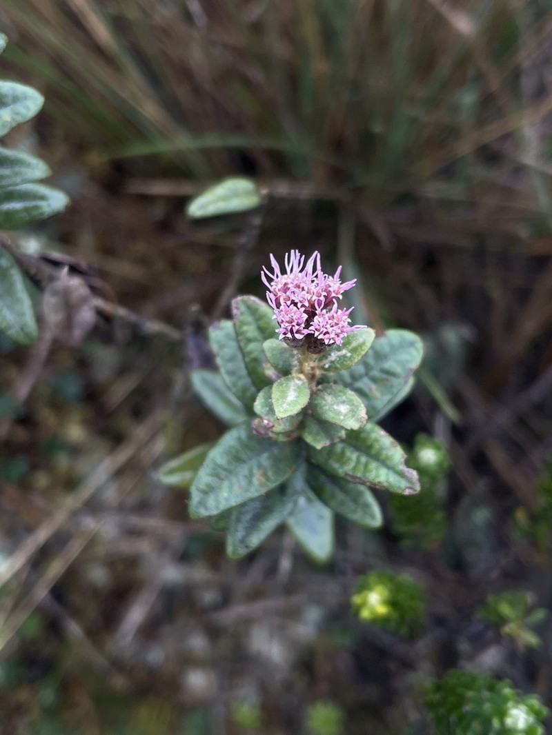 Ageratina gynoxoides photo 2