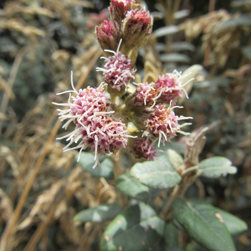 Ageratina gynoxoides photo 3