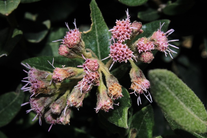 Ageratina gynoxoides photo 4