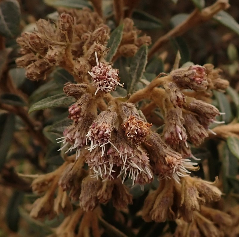 Ageratina gynoxoides photo 5