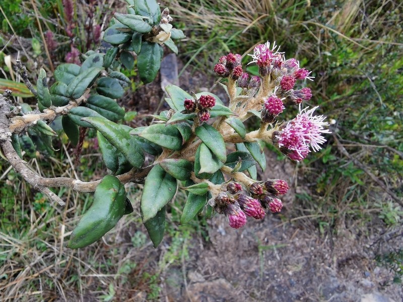 Ageratina gynoxoides photo 6