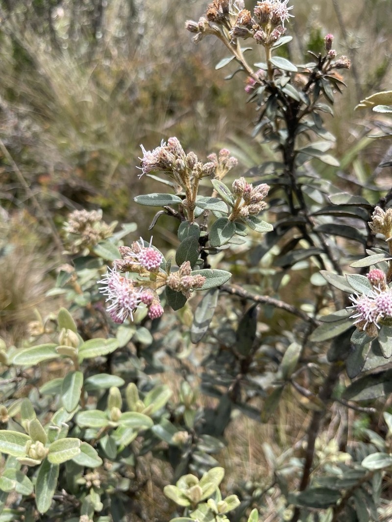 Ageratina gynoxoides photo 7