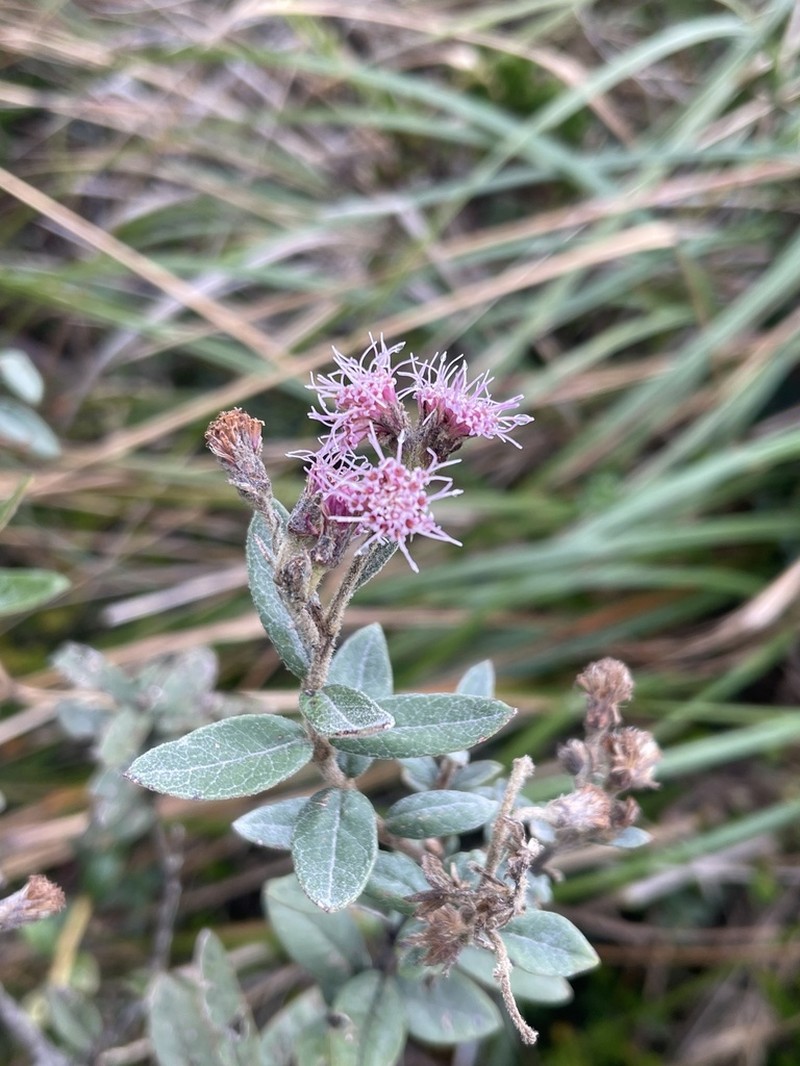 Ageratina gynoxoides photo 8
