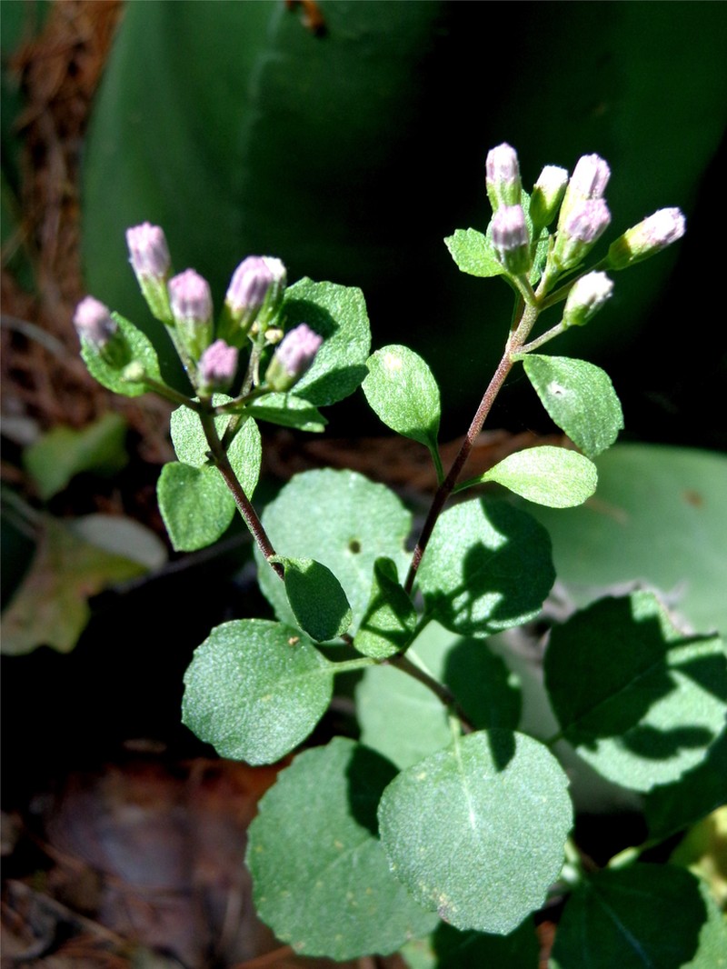 Ageratina gypsophila