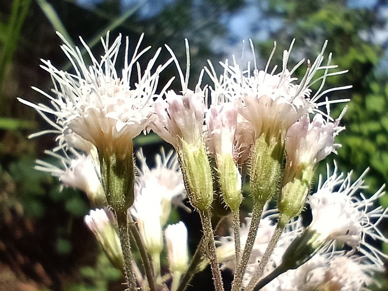 Ageratina halbertiana