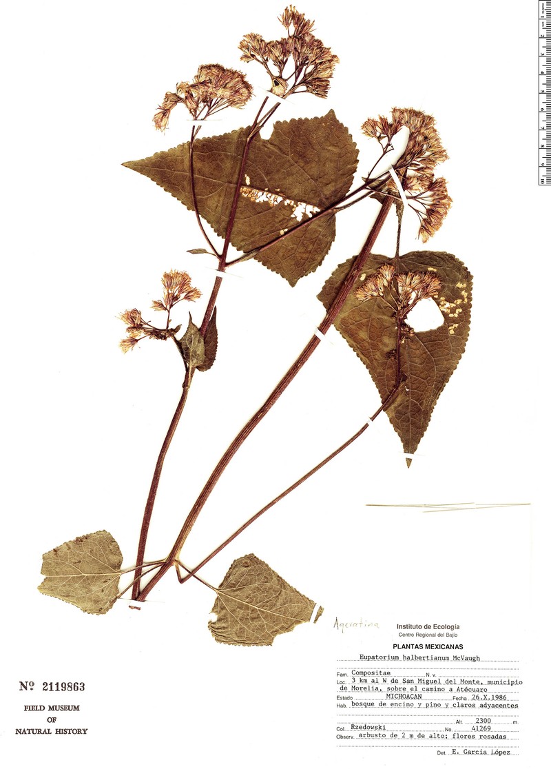 Ageratina halbertiana photo 2