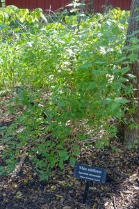 Havana Snakeroot