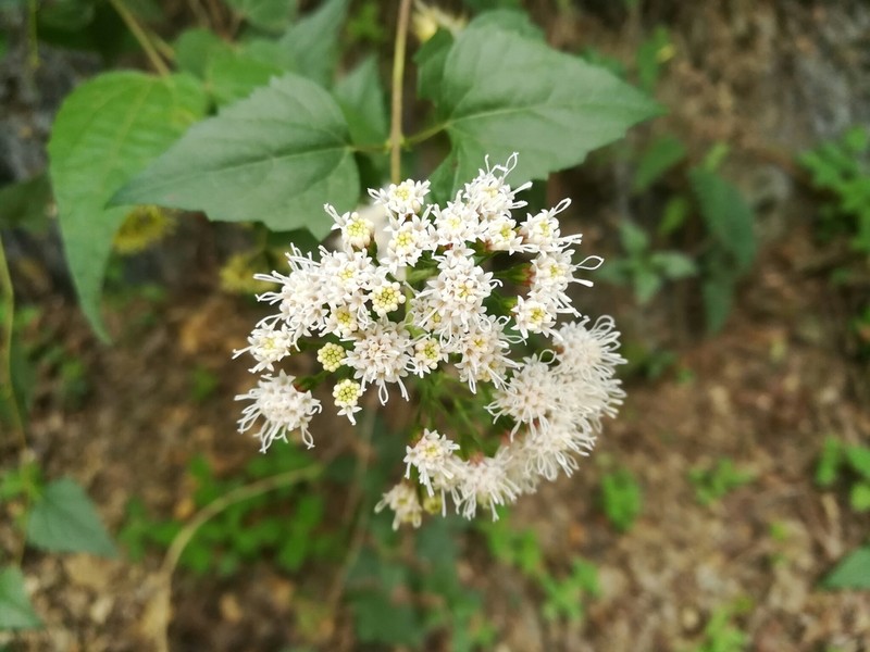 Havana Snakeroot photo 2