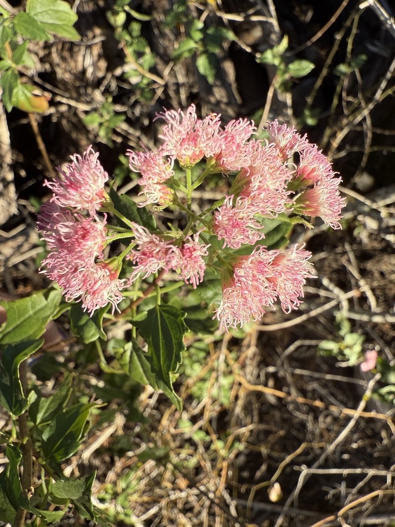 Havana Snakeroot photo 3